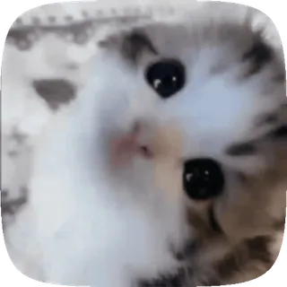 🐱 99560fef gato, gatito, lindo, animal, mascota telegram sticker