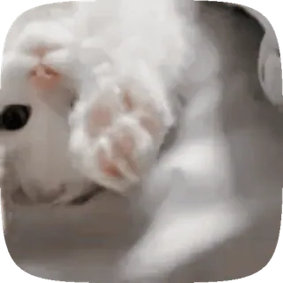 🐱 a76b7485 gato, gatito, animal, mascota, lindo, gato blanco telegram sticker