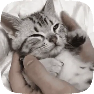 🐱 ade2f706 gatito, gato, mascota, animal, lindo, doméstico, felino telegram sticker