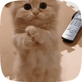 🐱 b0a1a9a4 gato, gatito, lindo, adorable, animal, mascota telegram sticker