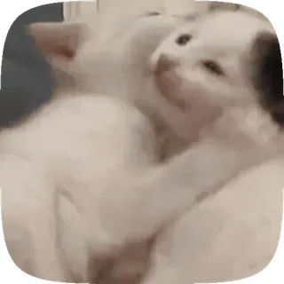 🐱 b68b8a69 gatos, gatitos, animales, lindo, amor, amistad telegram sticker