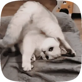 🐱 c0e7fb66 gato, animal, mascota, lindo, divertido, juguetón telegram sticker