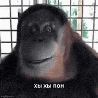 😄 4801af82 Хы хы пон Orang-Utan, Affe, lustig, Tier, Meme telegram sticker