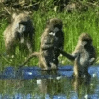 💧 6b1bb501 Affe, Wildtiere, Tier, Natur, Pavian, Säugetier, Draussen telegram sticker