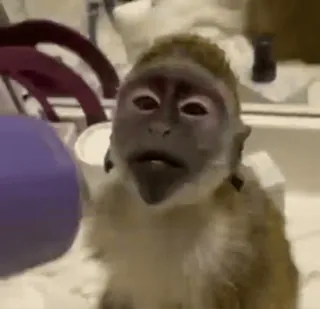 😮 80f00b9a Affe, Tier, Säugetier, Primaten, Wildtier telegram sticker