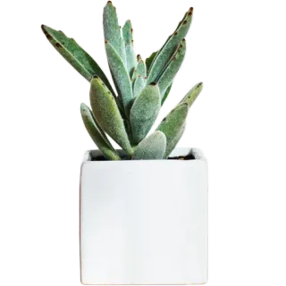 🪴 02b6b7f3 растение, суккулент, белый горшок, комнатное растение, ботаника, домашнее растение whatsapp sticker