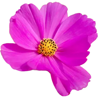 🌺 0d996924 цветок, розовый, космос, природа, растение, лепесток whatsapp sticker