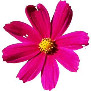 🌺 0fe20044 цветок, розовый, лепесток, природа, цветение, цветочный whatsapp sticker