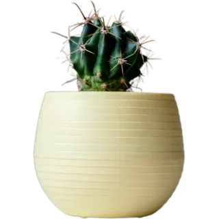 🌵 106b3f8f кактус, растение, суккулент, горшок, природа, зеленый whatsapp sticker