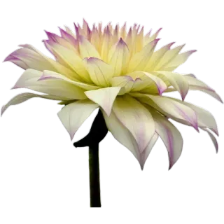 🌼 109c30d6 цветок, георгин, цветочный, белый, фиолетовый, растение whatsapp sticker