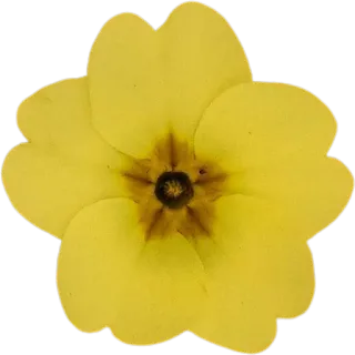 🌼 175b25f7 цветок, желтый, природа, цветочный, растение whatsapp sticker