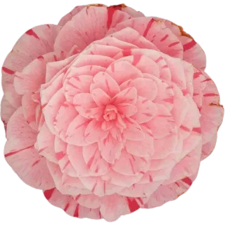 🌸 175eeb8e цветок, цветочный, розовый, природа, лепесток, цветение whatsapp sticker