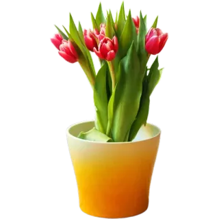 💐 1a2975ce тюльпаны, цветы, растение, горшок, природа, в помещении, декор whatsapp sticker