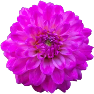 🌺 1aa2d392 цветок, розовый, природа, цветение, цветочный, лепесток, растение whatsapp sticker