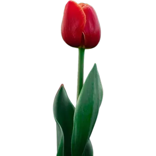 🌷 1f132150 цветок, тюльпан, красный, растение, природа, цветение whatsapp sticker