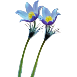 🪻 1fee76c0 цветок, цветочный, растение, природа, весна, ботанический whatsapp sticker