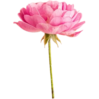 🪷 2c1e7faf цветок, розовый, роза, цветочный, природа, растение whatsapp sticker