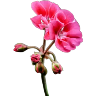 🌺 2c8020dc цветок, розовый, растение, природа, цветочный, цветение whatsapp sticker