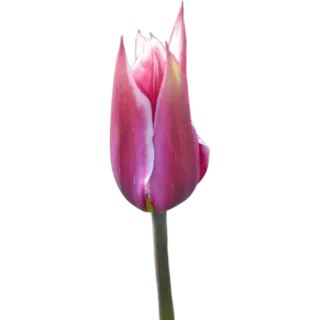 🌷 2e6946df цветок, тюльпан, розовый, природа, весна, цветение whatsapp sticker