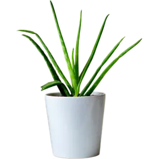 🪴 30bb46b1 Алоэ вера, Растение, Суккулент, Комнатное растение, Белый горшок, Зеленый, Домашнее растение whatsapp sticker