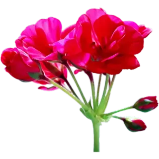 🪷 37d06ffa цветок, красный, герань, растение, цветочный, природа whatsapp sticker