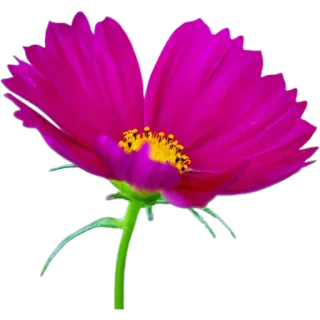 🌺 44d544fd цветок, розовый, космос, природа, цветение, цветочный whatsapp sticker