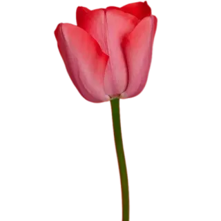 🌷 45603334 цветок, растение, тюльпан, красный, цветы whatsapp sticker