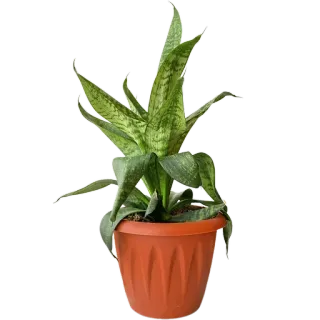 🪴 46a5315c растение, сансевиерия, комнатное растение, сансевиерия, горшок, комнатное растение, ботаника whatsapp sticker