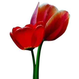 🌷 485a79b8 цветы, тюльпаны, красный, природа, цветение, цветочный, весна whatsapp sticker