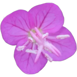 🌸 48c8ecee цветок, розовый, природа, цветочный, цветение, растение whatsapp sticker