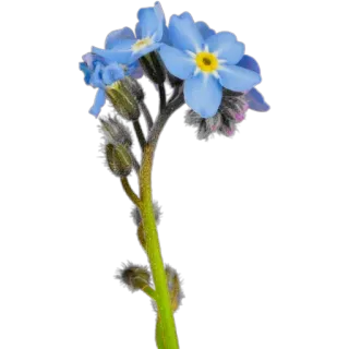 🪻 4adbfbb9 цветок, незабудка, синий, природа, цветочный whatsapp sticker