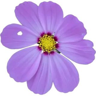 🌸 4b2b90ed цветок, фиолетовый, природа, цветочный, лепесток, цветение, растение, цветок whatsapp sticker