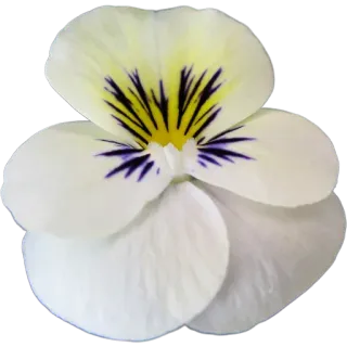 🪷 4c4ace15 цветок, анютины глазки, белый, желтый, цветочный, весна, природа, растение whatsapp sticker