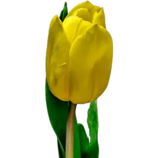🌷 4f9d230c цветок, тюльпан, желтый, природа, растение, весна, цветы whatsapp sticker