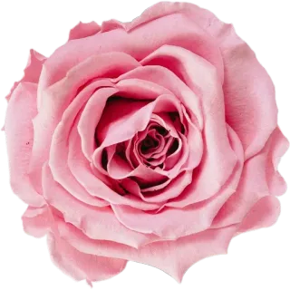 🌹 5057db70 роза, цветок, розовый, цветочный, природа, растение, цветение whatsapp sticker