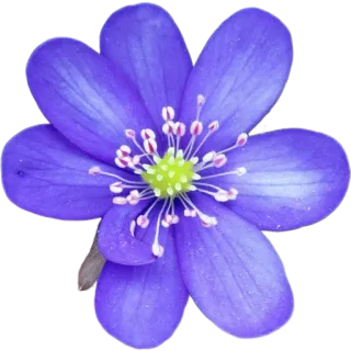 🪻 50c33be2 цветок, синий, природа, растение, цветочный, весна, цветение whatsapp sticker