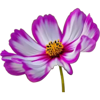 🪻 58ef49ee цветок, розовый, белый, цветочный, природа, растение, цветение whatsapp sticker