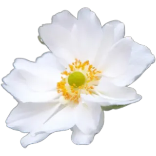 🌼 5aa9f357 цветок, белый, лепесток, цветочный, природа, растение whatsapp sticker