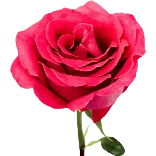 🌹 653aab75 цветок, роза, красный, растение, природа, цветочный whatsapp sticker