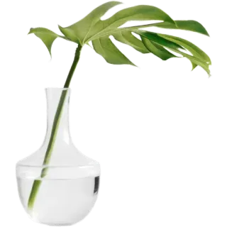 🌿 67fdb26b растение, ваза, лист, монстера, прозрачный, стекло, декор, ботанический whatsapp sticker