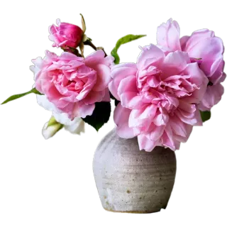 🪷 68e0a50b цветок, роза, букет, ваза, цветочная композиция, розовые цветы whatsapp sticker