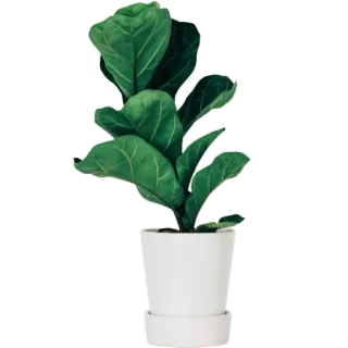 🪴 69b713e9 Фикус лирата, Растение, Комнатное растение, Зелень, Домашнее растение, Горшок, Природа, Ботанический whatsapp sticker