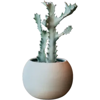 🌵 69edad27 кактус, растение, суккулент, горшок, комнатное растение, домашнее растение, пустынное растение whatsapp sticker