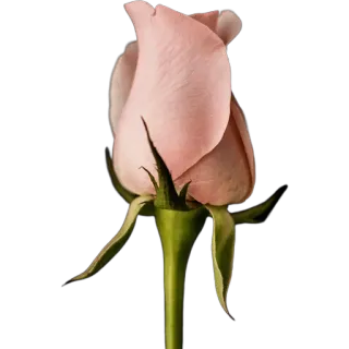 🌹 6ad94977 роза, цветок, розовый, природа, цветы, растение, цветение whatsapp sticker