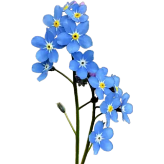 🪻 6cd0be3b цветок, незабудка, синий, природа, цветочный, растение, весна whatsapp sticker