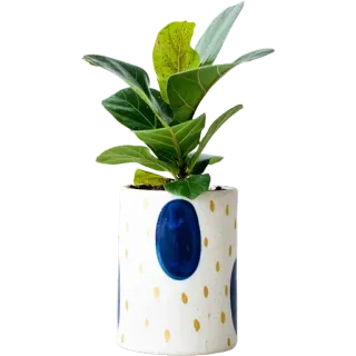 🪴 6e54ae36 растение, комнатное растение, фикус лирата, домашнее растение, горшок, декор для дома, украшение whatsapp sticker