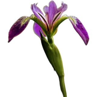 🪻 6fe0adc0 цветок, ирис, фиолетовый, цветочный, природа, ботанический whatsapp sticker