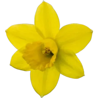 🌼 718419da нарцисс, цветок, желтый, весна, природа, растение, цветочный, цветение whatsapp sticker