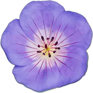 🪻 738c4bd0 цветок, цветочный, ботанический, растение, фиолетовый, природа, сад whatsapp sticker