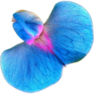 🪻 74b92706 цветок, лепесток, синий, розовый, природа, цветочный, ботанический whatsapp sticker